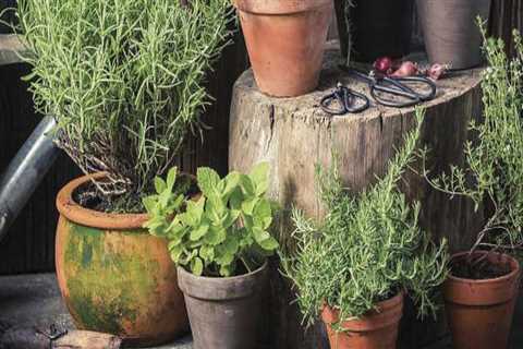 Growing a Herb Garden in Conroe, Texas: Expert Tips and Tricks