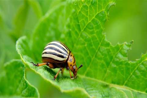 Creating a Garden Oasis for Beneficial Insects in Conroe, Texas