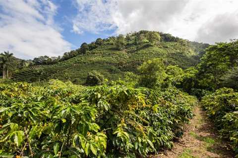 8 Best Coffee Tours in Costa Rica