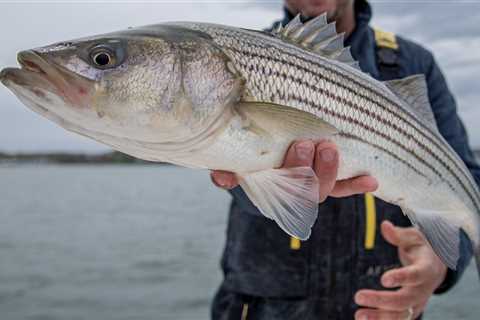 Last Chance: Speak Out on Striped Bass Management