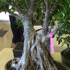 Bonsai Honolulu: Tips for Beginners to Start Growing Bonsai Trees in Honolulu