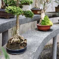 The Common Pests and Diseases that Affect Bonsai Trees in Honolulu