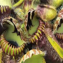 The Intriguing World of Carnivorous Plants