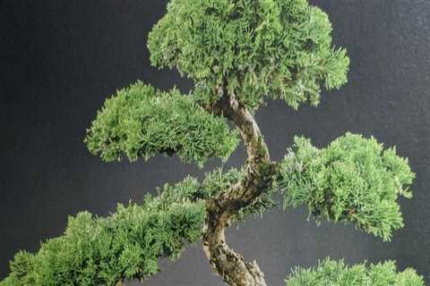 The Art of Bonsai in Honolulu: Exploring the Perfect Pot for Your Tree