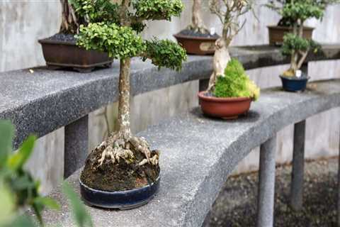 The Common Pests and Diseases that Affect Bonsai Trees in Honolulu