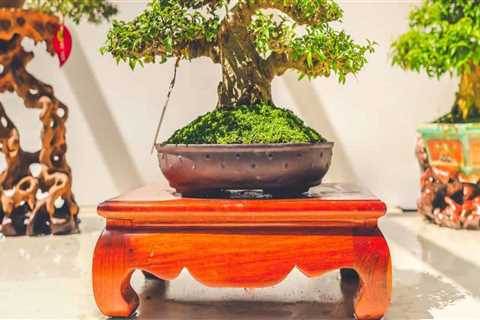 The Art of Bonsai: Shaping and Styling Techniques in Honolulu