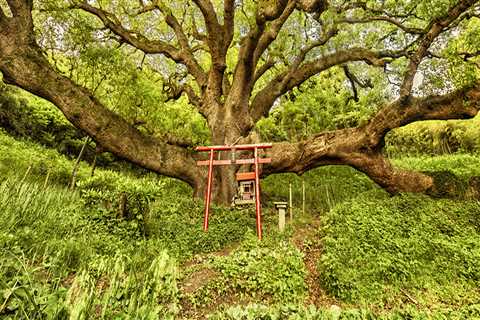 Debunking Common Misconceptions About Bonsai Trees in Honolulu