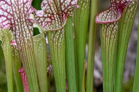 The Ultimate Guide to Caring for Carnivorous Plants