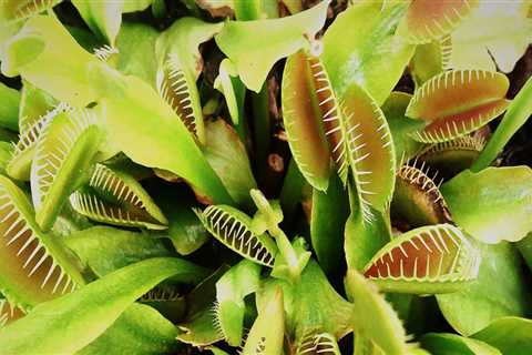 The Fascinating World of Carnivorous Plants: Can They Consume Larger Animals?