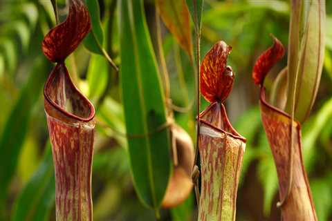 The Fascinating Purpose of Pitcher-Shaped Leaves on Carnivorous Plants