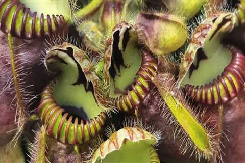 The Fascinating World of Carnivorous Plants: An Expert's Perspective