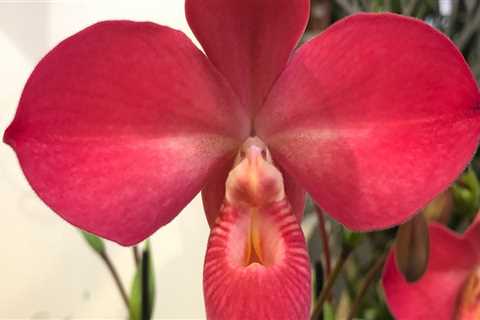 Orchid Gardening Tips from an Expert