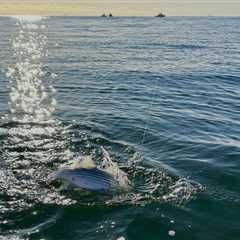 On-Call Striper Fishing