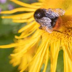 Bee And Yellow Flower III