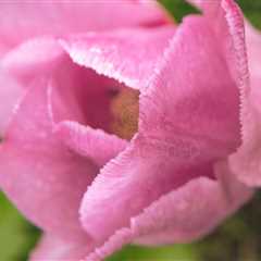 Pink Flower