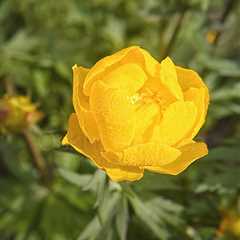 Golden Yellow Flower