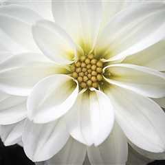 Bright White Flower