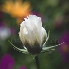 White Flower II