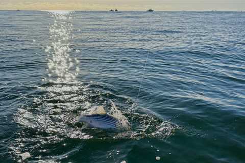 On-Call Striper Fishing