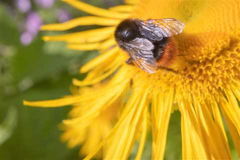 Bee And Yellow Flower III