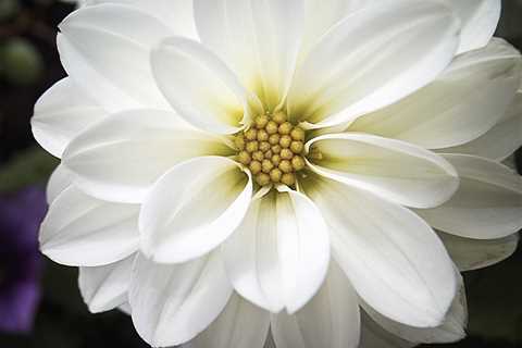 Bright White Flower