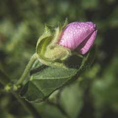 Strong Life (Flower Bud)