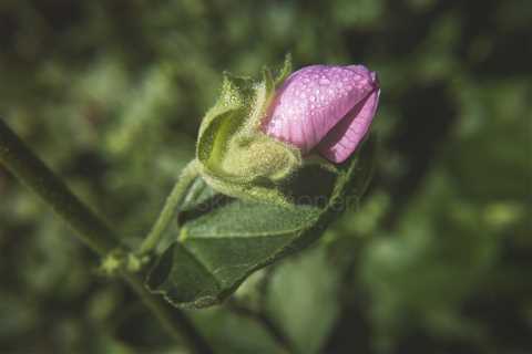 Strong Life (Flower Bud)