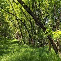 Plant Conservation in Anoka County, MN: Monitoring and Tracking Plant Populations