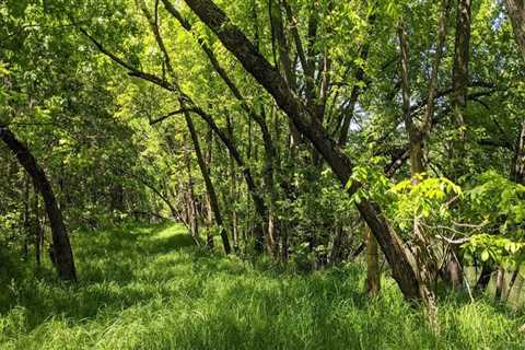 Plant Conservation in Anoka County, MN: Monitoring and Tracking Plant Populations