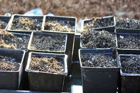 Expert Tips for Successful Seed Starting in King County, Washington