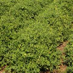 The Key Factors for Successful Crop Yields in Gulfport, MS