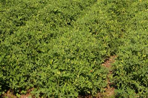 The Key Factors for Successful Crop Yields in Gulfport, MS
