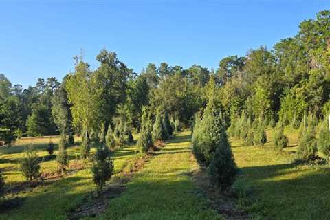 Sustainable Agriculture and Forestry in Gulfport, MS: A Comprehensive Guide