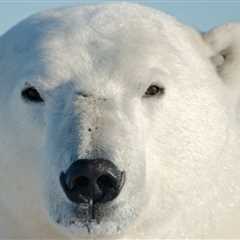 The Polar Retrospective – Subglacial lake flood fractures Greenland Ice Sheet, the end of an..