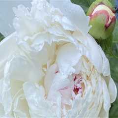 The Art of Judging and Evaluating Fiber Arts Contests in Clackamas County, Oregon