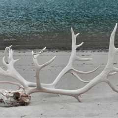 The Polar Retrospective – Subantarctic Visitor Changes, a 66-Year-Old Mystery Solved, and a Warning ..