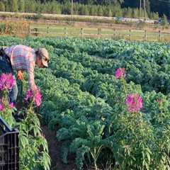 The Thriving Partnership between Farmers and Local Businesses in Fairfax County, Virginia