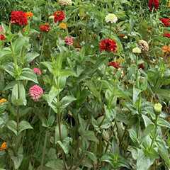 Unlocking the Potential of Agriculture in Fairfax County, Virginia