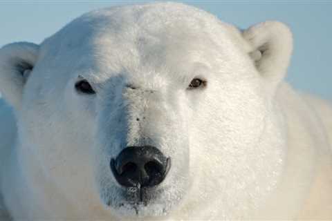 The Polar Retrospective – Subglacial lake flood fractures Greenland Ice Sheet, the end of an..