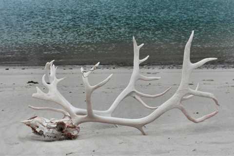 The Polar Retrospective – Subantarctic Visitor Changes, a 66-Year-Old Mystery Solved, and a Warning ..