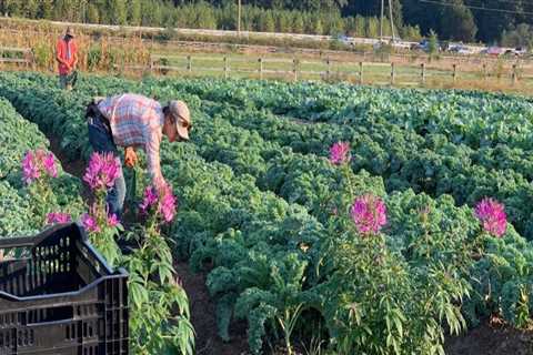 The Thriving Partnership between Farmers and Local Businesses in Fairfax County, Virginia