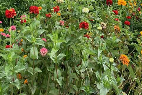 Unlocking the Potential of Agriculture in Fairfax County, Virginia