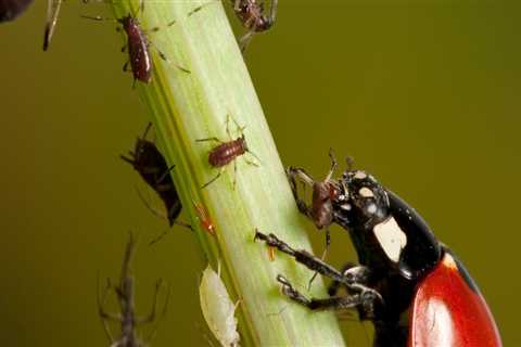 The Battle Against Pests and Diseases: How Farmers in Salt Lake County, Utah Protect Their Crops