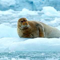 Arctic seals threatened by climate change