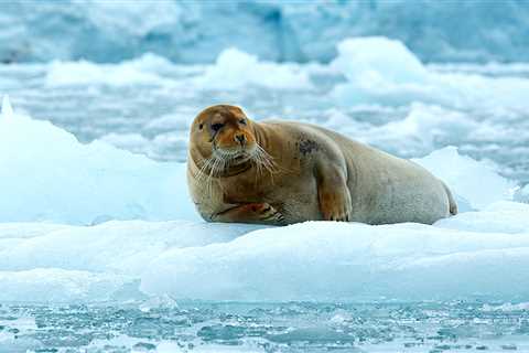 Arctic seals threatened by climate change