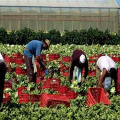 Addressing Labor Shortages: Strategies Used by Farmers in Waxhaw, North Carolina