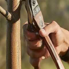 The Importance of Trimming and Pruning Young Trees: A Comprehensive Guide
