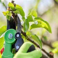 Essential Techniques for Trimming and Pruning Fruit Trees: A Comprehensive Guide