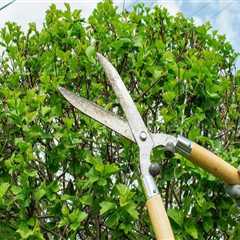 Understanding Tree Trimming and Pruning: Techniques, Benefits, and Best Practices