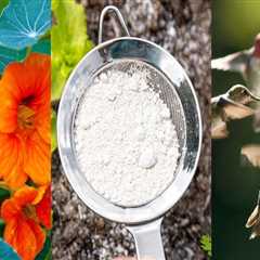 Effective Methods for Sustainable Pest Control in Your Garden